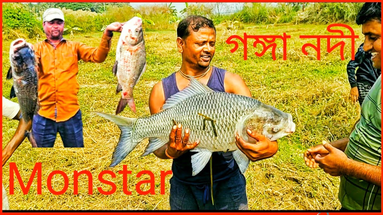  🔥 গঙ্গা নদীতে কাতলার সাইজ দেখুন 🎣 monster catla fish catch ganga river 🔥 #fishing #fish #katla 
