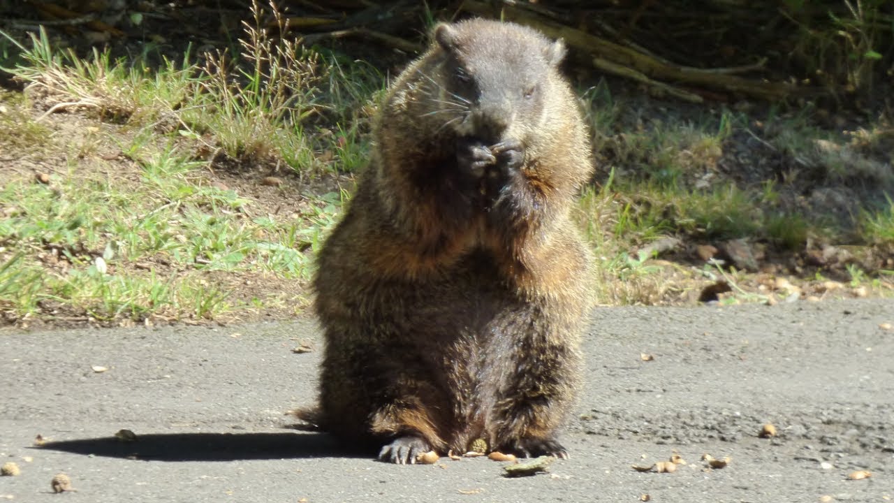 Groundhog - over a minute of a woodchuck eating - whistle pig #wildlife #animals
