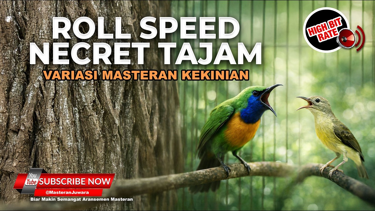 🔴 Live Roll Speed Necret Jinjing Petulak Kunti Cucak Cungkok Gacor vs Kolibri Manggar Betina