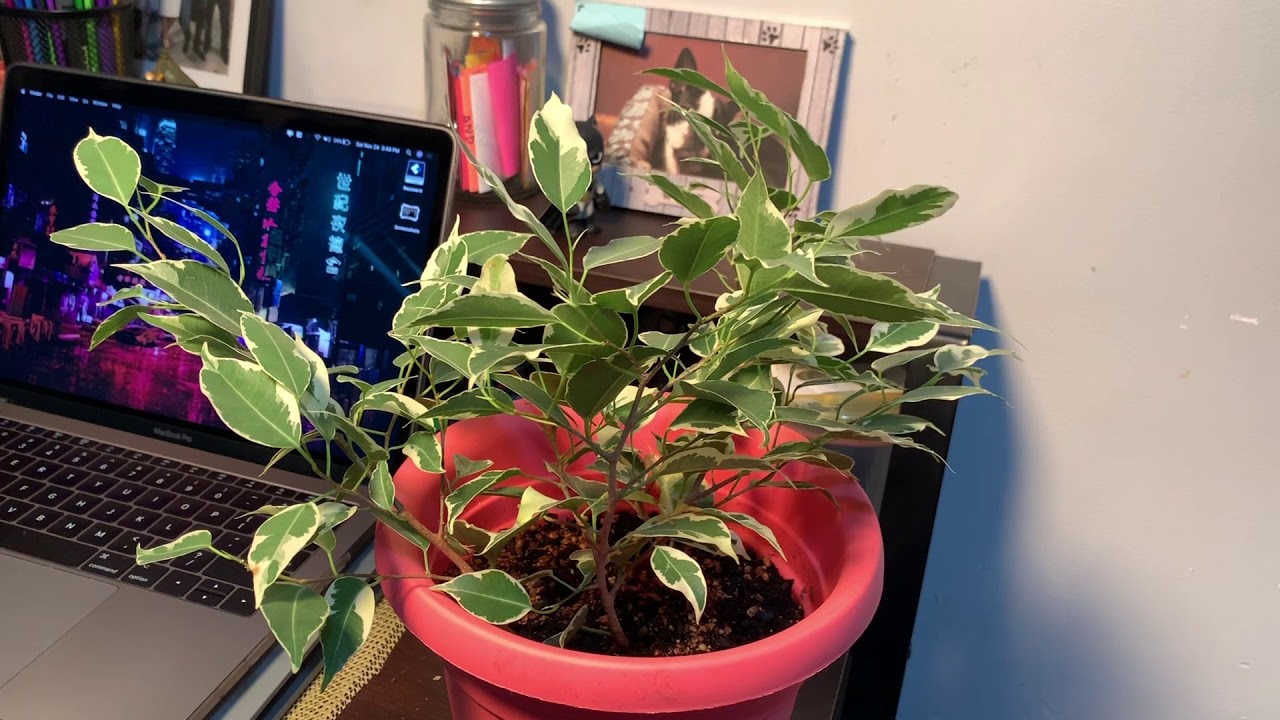 Ficus Benjamina 'Twilight'/Weeping Fig Tree (SO SASSY!) + Care Tips!