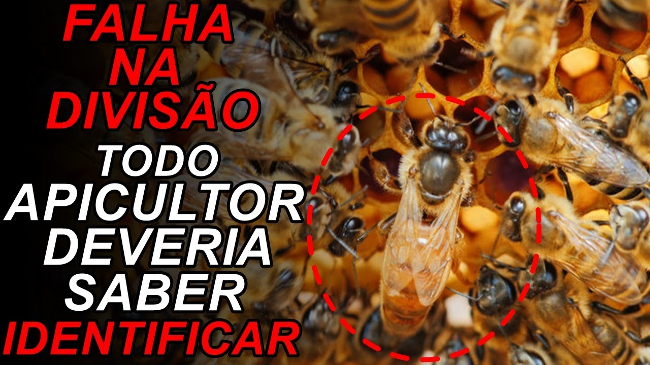 PASSO A PASSO DIVISÃO DE COLMEIA EM X COM TODAS AS DATAS CERTAS (04)