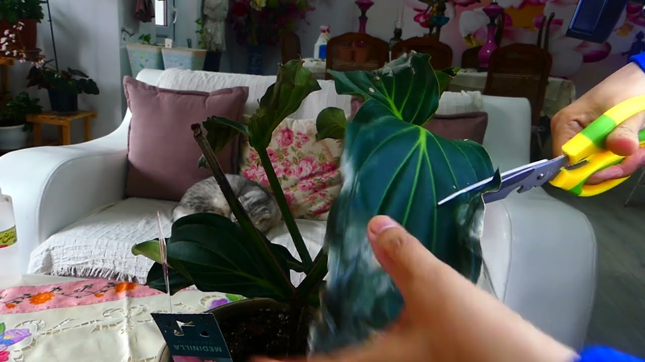 MEDİNiLLA ÇİÇEĞİ🌿MEDİNEGÜLÜ NASILBAKILIR🌿 medinella#çiçekcoşturan#medinilla#medine gülü#çiçek bakımı