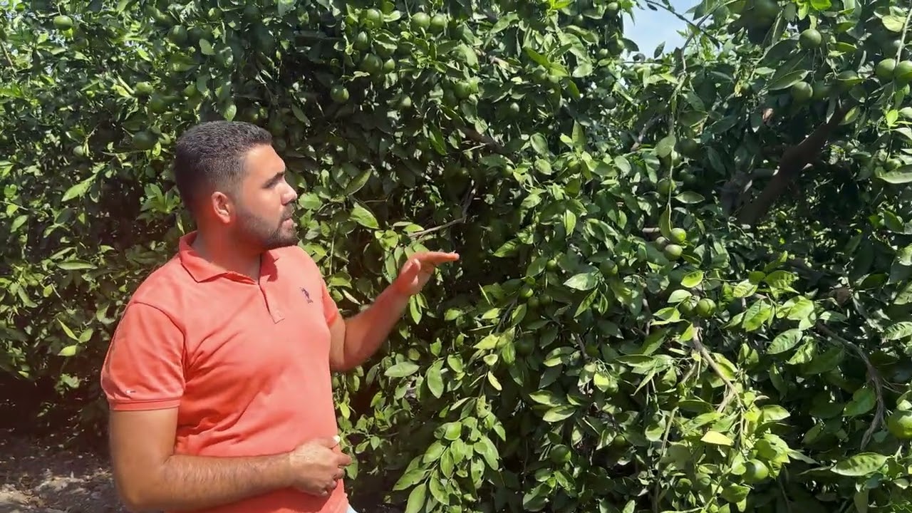 Mandalina Bahçesi Kontrol Ziyareti - Genno Uygulamaları
