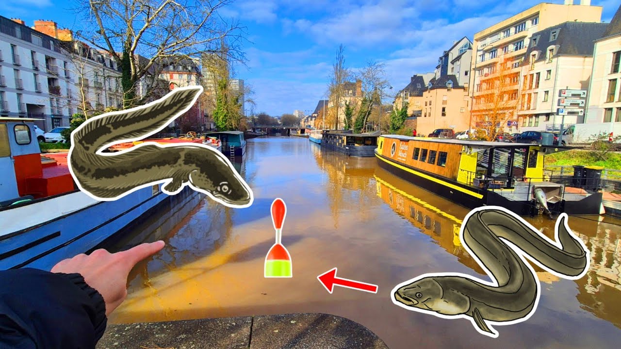 Des tonnes d'ANGUILLES et CARNASSIERS dans ce canal en ville ! Pêche au vif #27