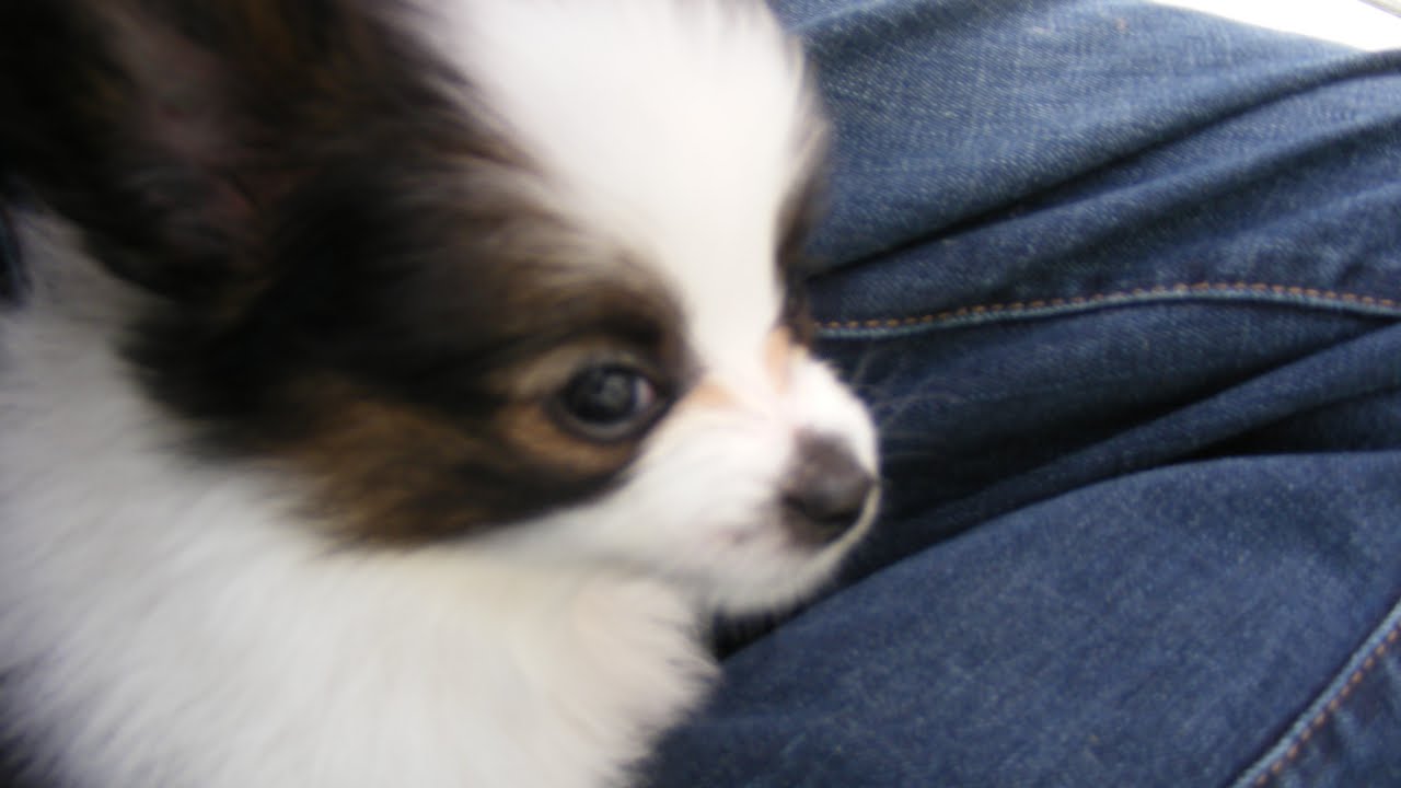 Papillon Dog (Puppy Patches)