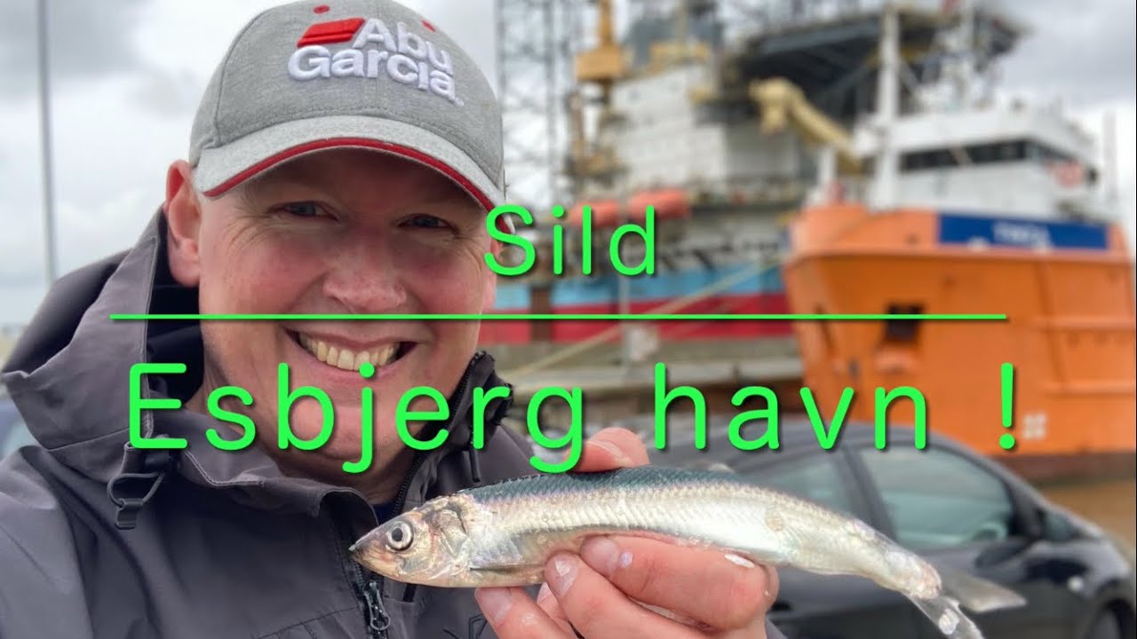 Sild i Esbjerg havn + Tips & Tricks!