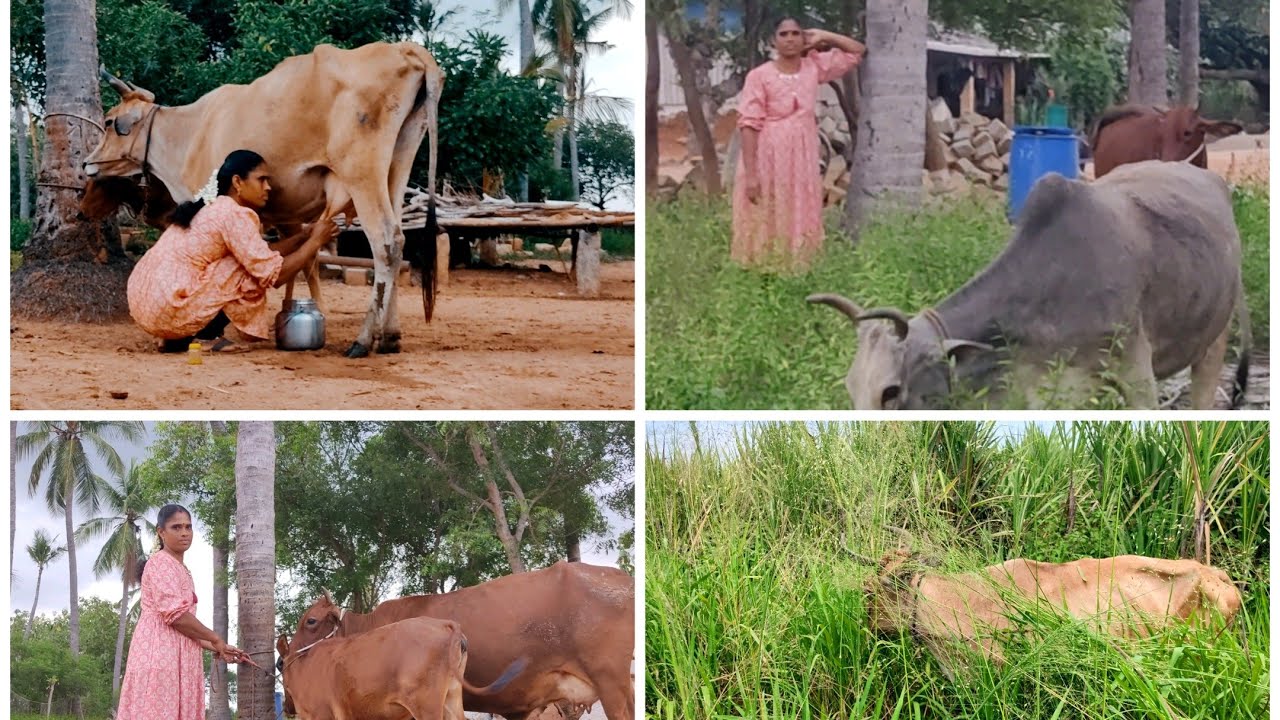 Cow milking by hand || one day routine with my country cows || மாடுகள் பால்கறவை மற்றும் பராமரிப்பு||