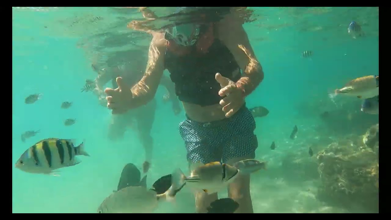 Snorkeling at Albatros Palace Hurghada (oct. 2024)