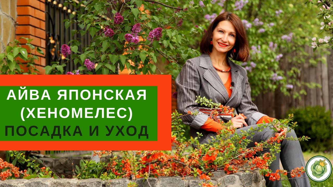 ЯПОНСКАЯ АЙВА (ХЕНОМЕЛЕС) - посадка, уход и размножение