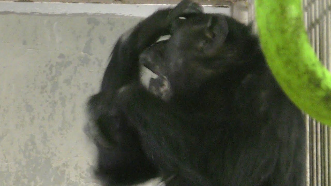 【京都市動物園】チンパンジー、コイコが頭をかき続ける　Chimpanzee keeps scratching her head