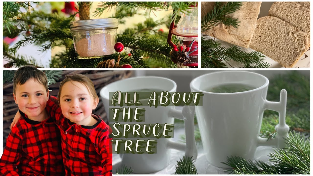 Did you know that you can eat parts of your Christmas Tree? SPRUCE NEEDLE TEA and INNER BARK FLOUR!