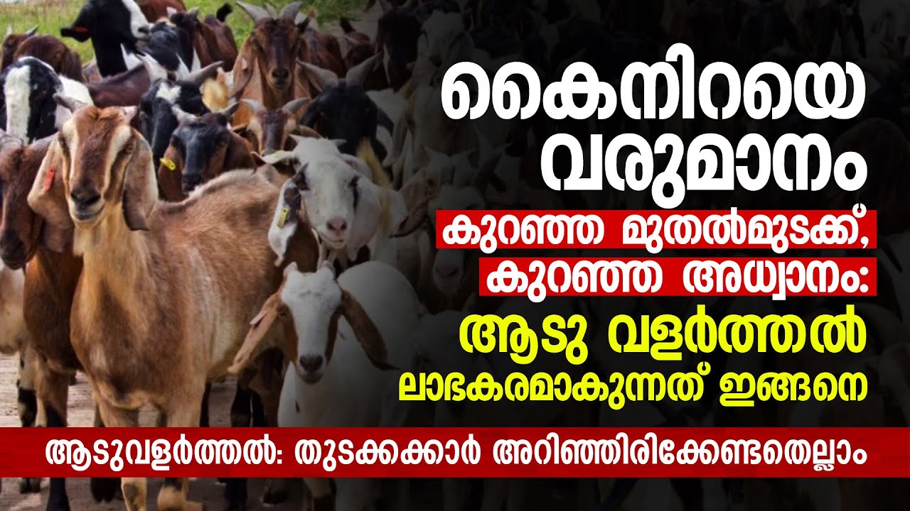 കൈനിറയെ വരുമാനം, കുറഞ്ഞ മുതൽമുടക്ക്‌, കുറഞ്ഞ അധ്വാനം: ആടുവളർത്തൽ ലാഭകരമാകുന്നത്‌ ഇങ്ങനെ Goat Farming