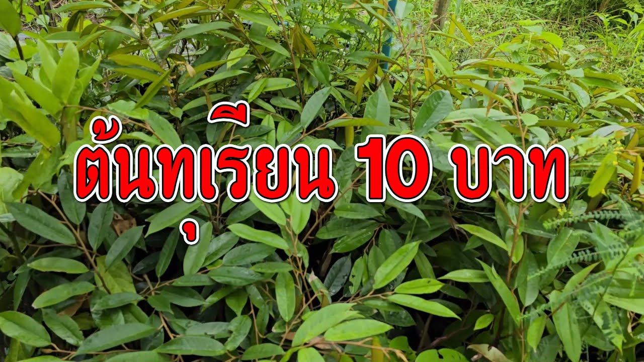 ต้นทุเรียน 10 บาท ปลูกทุเรียนแบบมือใหม่สุดๆ เพื่อการเรียนรู้ แบบประหยัด