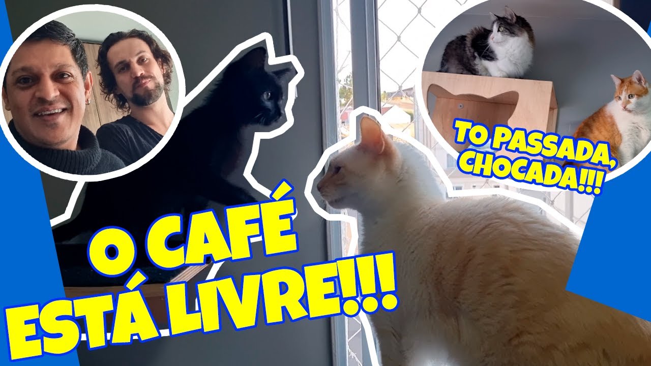 🔴 Primeiro dia de INTERAÇÃO dos nossos GATOS após 30 dias de ADAPTAÇÃO! 😻