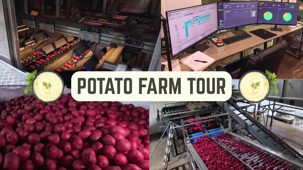 Экскурсия на высокотехнологичную картофельную ферму