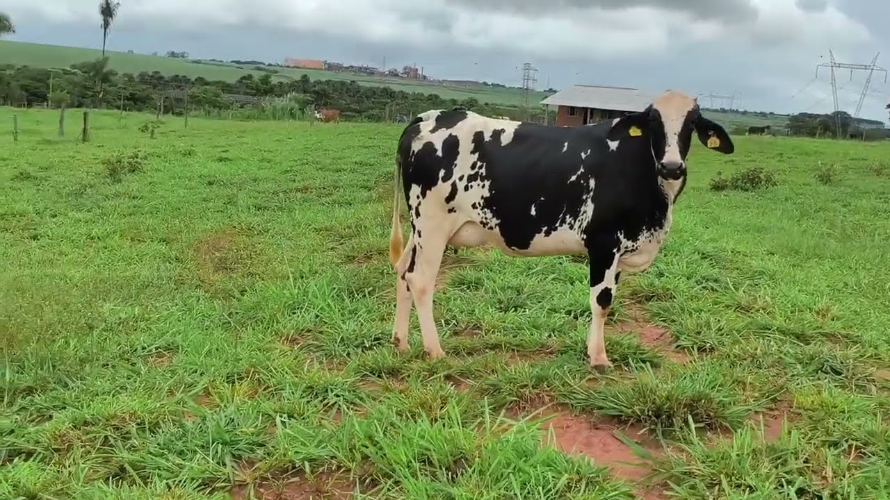 novilha  mojadinha  registrada  avenda  34 99789-5318 