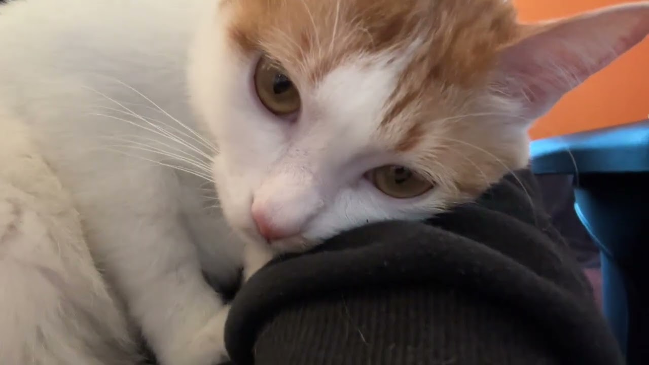 Feb18 2026 With my cats @frankip023 #cat #貓咪日常