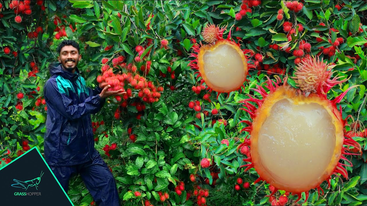 കൈ നിറയെ റംബൂട്ടാൻ ( Plant Available ) Rambutan Krishi malayalam | N18 🍒 😯