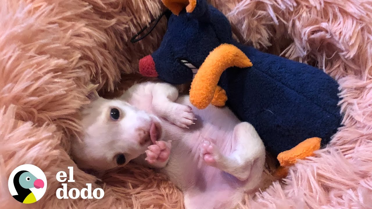 Cachorro prematuro le encanta gruñir a su juguete favorito | El Dodo