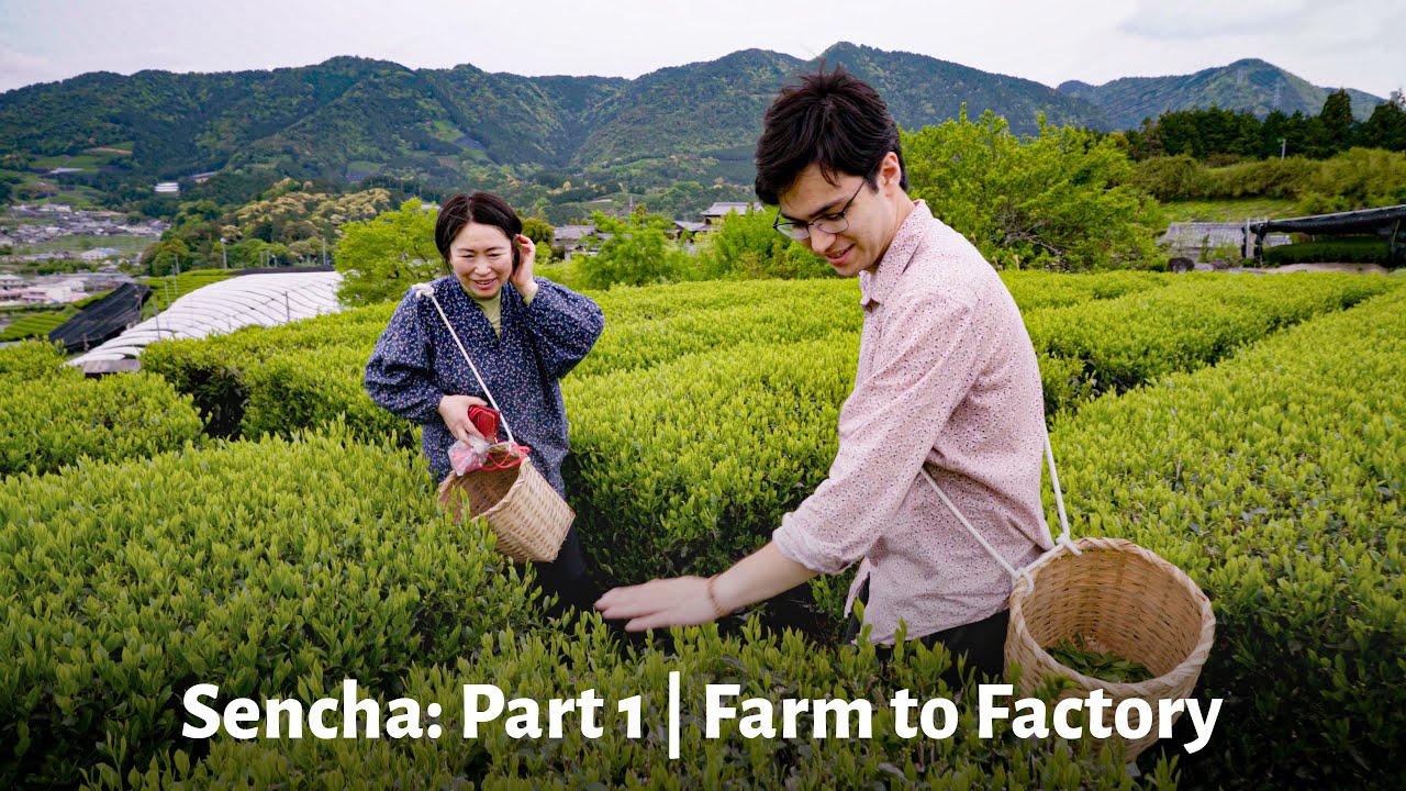 How Sencha is Made: Part 1 | Japan's Most Popular Green Tea