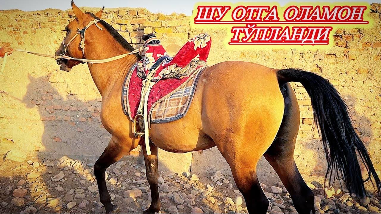 Сариосиё Пайшанба От Бозори Тойлар Кўпайди