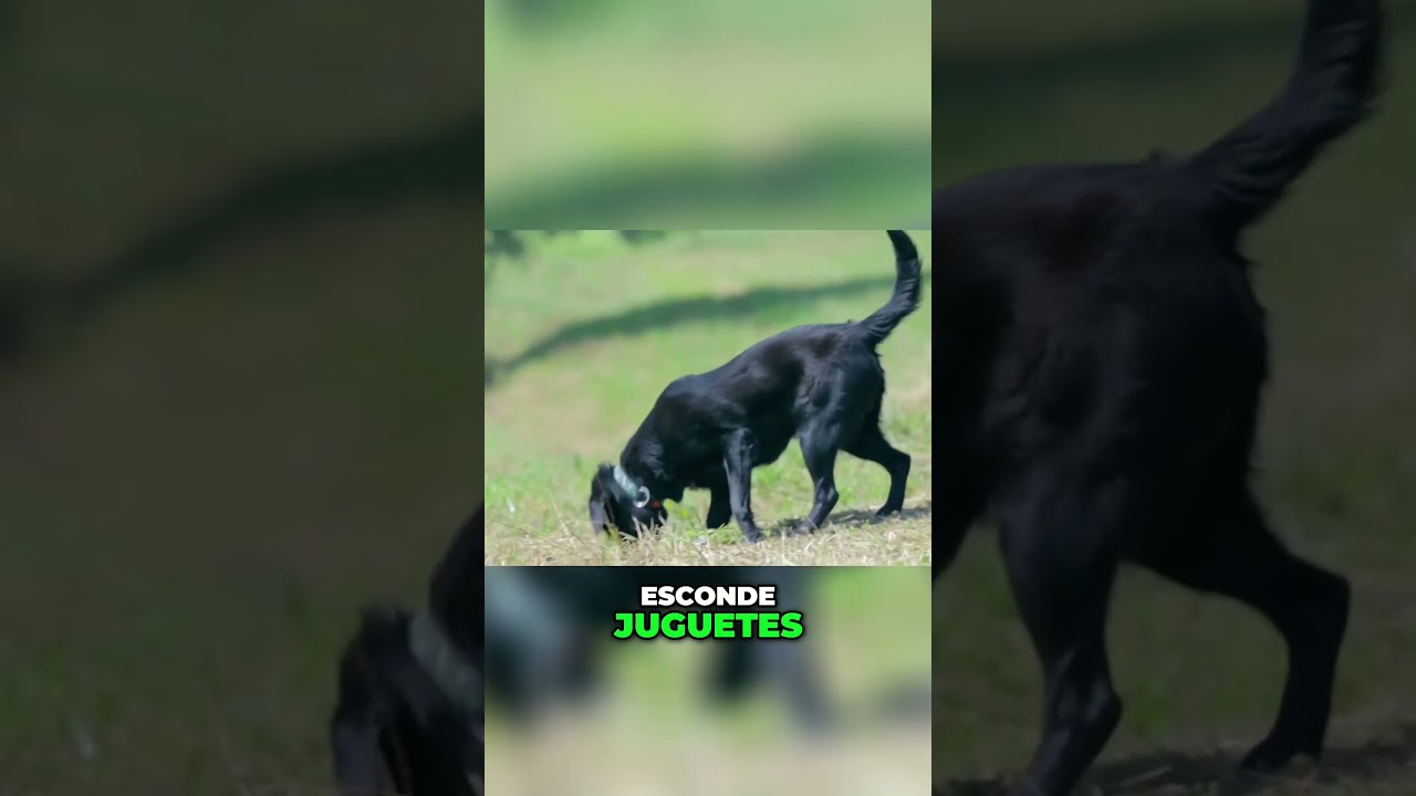 Juegos Divertidos para Mantener a tu Perro Activo y Feliz 