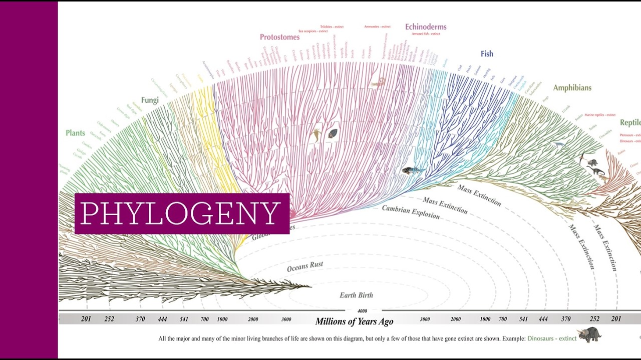 AP Biology 7iii Phylogeny Lecture