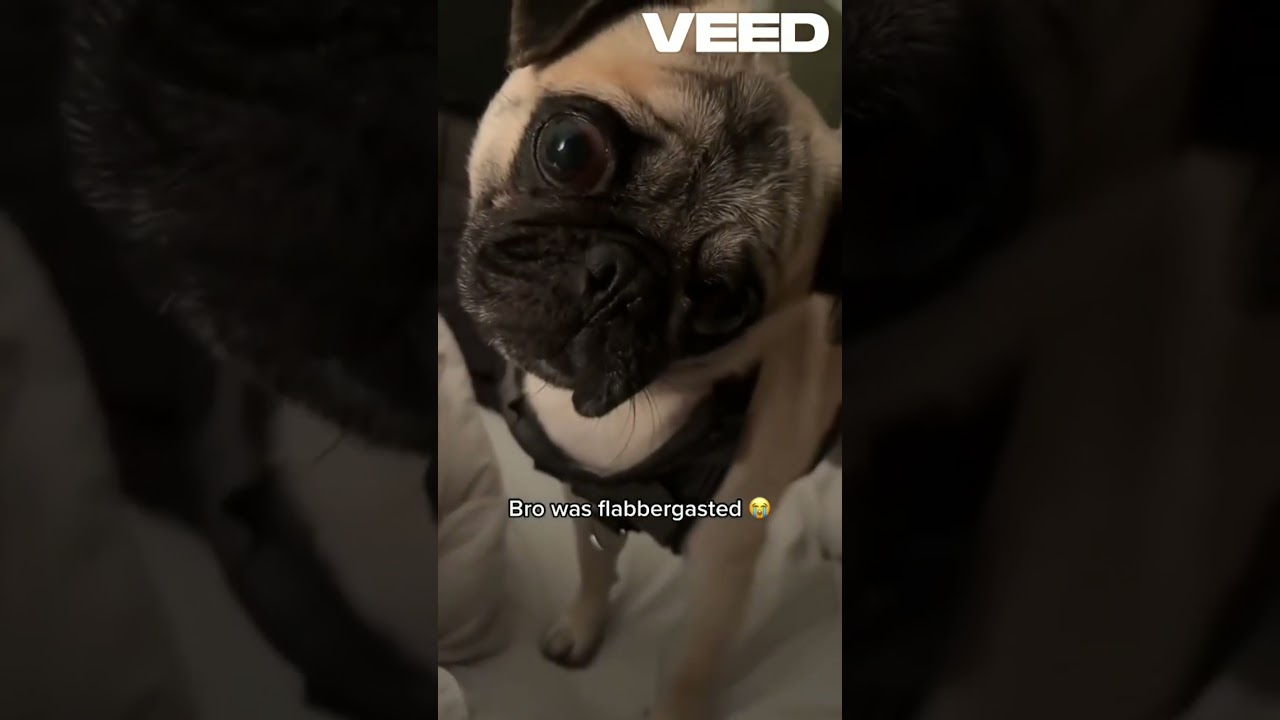 Cats + Dogs + Farts = 1 Minute of Pure Comedy! 🐱🐶💨