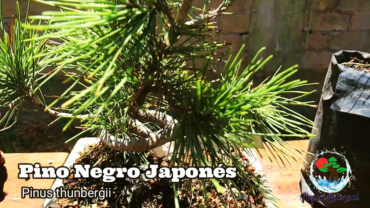 Trasplante de Pino Negro Japonés, para engrosar el tronco.
