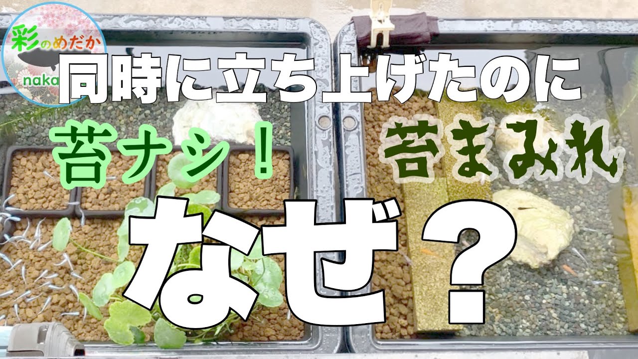 ベランダのトロ舟水槽 立ち上げから数日でもう苔が・・・