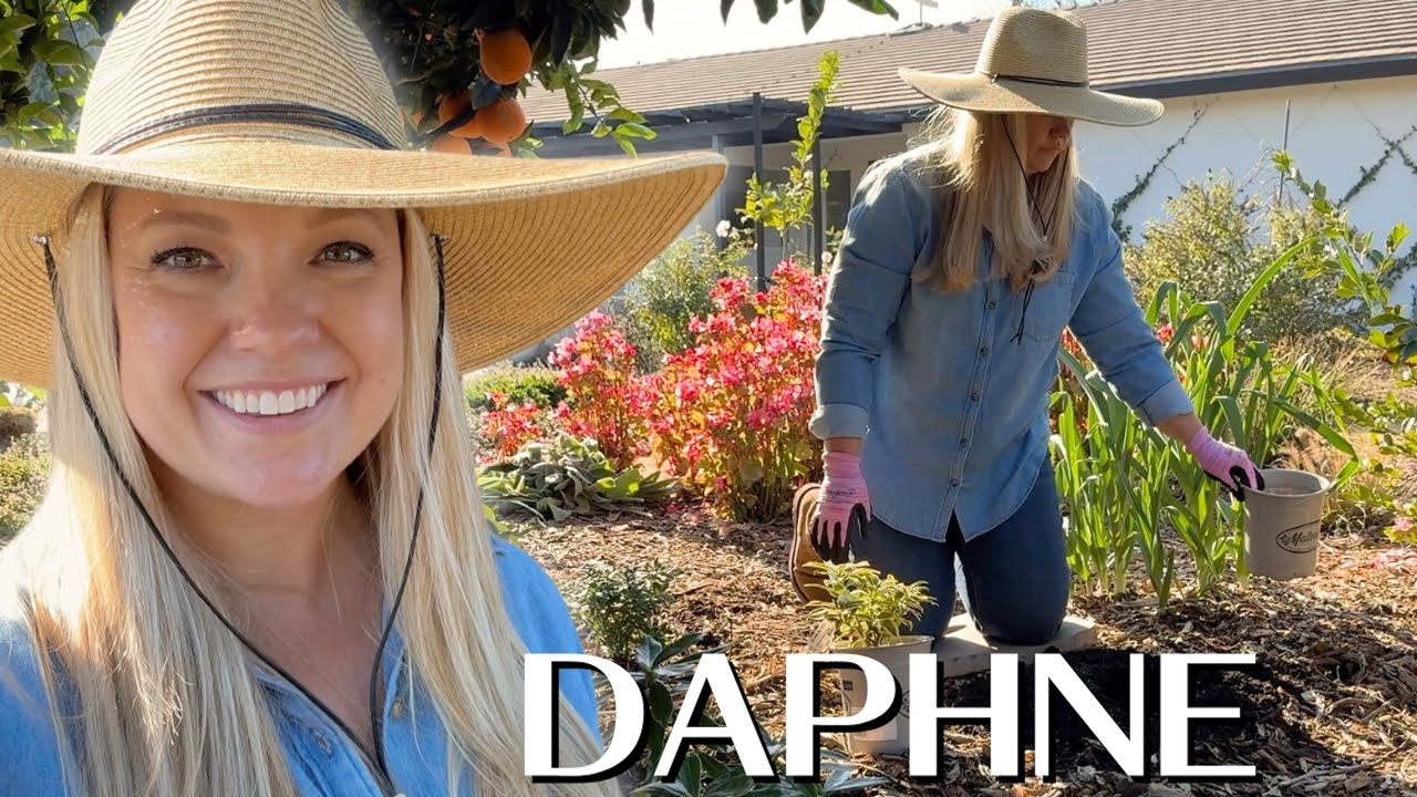 🌸12 Months of Blooms!🌼 January Blooming Garden: Planting Daphne for Winter Fragrance!