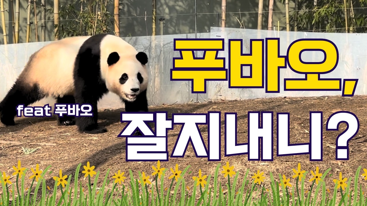 푸바오, 잘지내니? (ft. 푸바오) | 바오리듬
