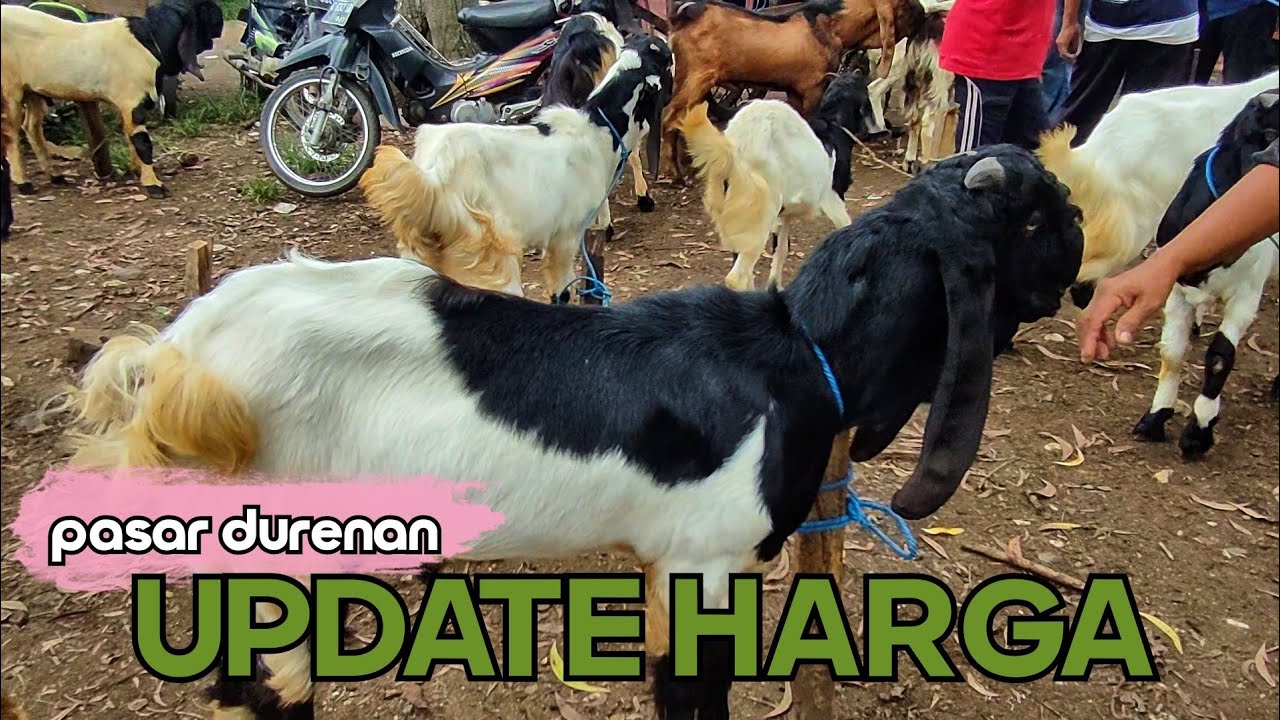 BAKALAN, BABON SAMPAI PEJANTAN ??? PASAR LEGI DURENAN TRENGGALEK.
