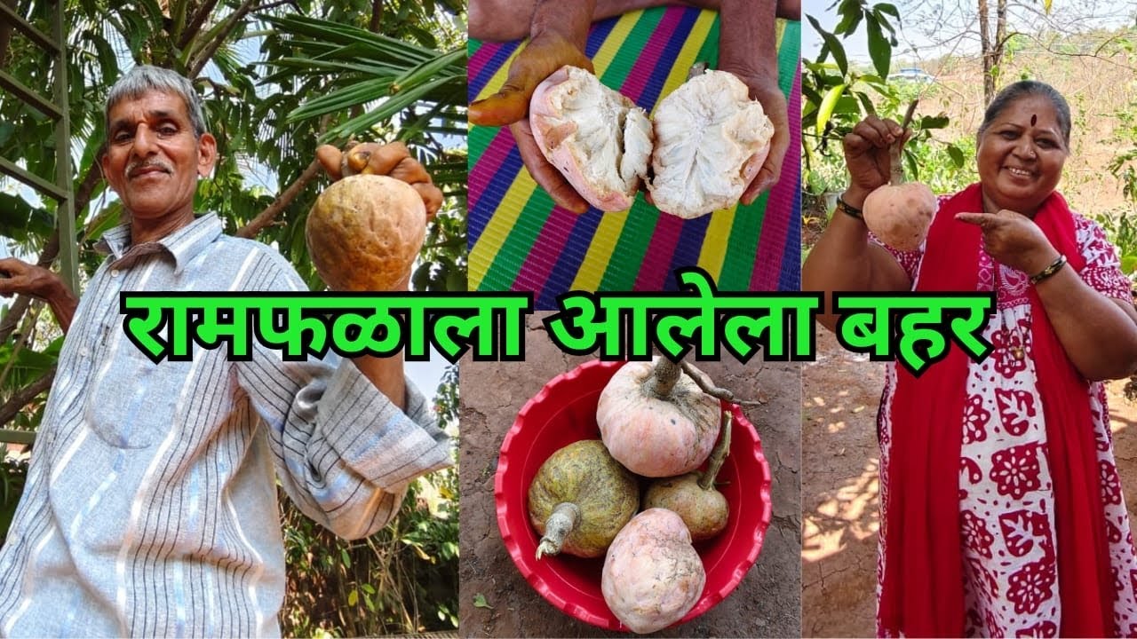 परसवातल्या झाडावरती रामफल बघा किती.कलम आणून लावायची गरज नाही आम्ही हि झाडे अशा प्रकारे रुजवली.🍑🌱