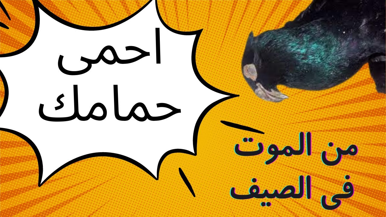 علاج الاجهاد الحرارى عند الحمام والصيف ومشاكل الصيف | هتربى صح هتنجح ومافيش موت