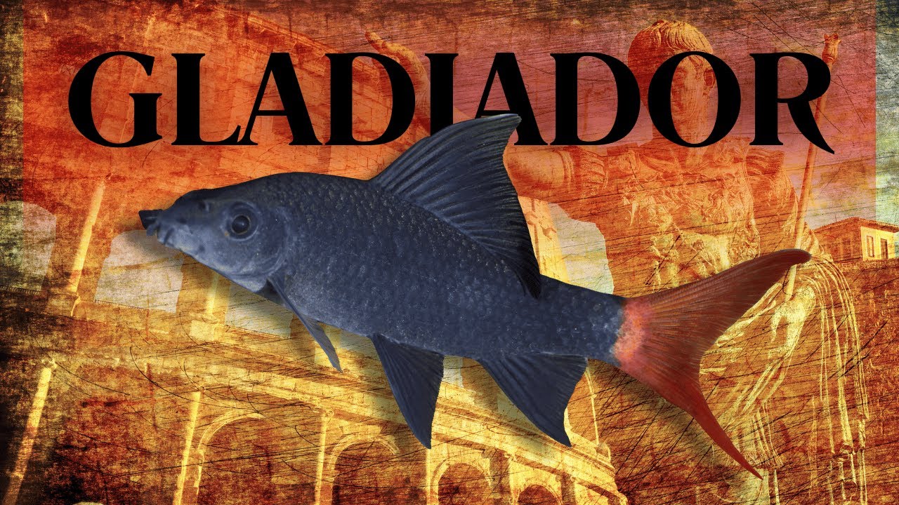 Labeo Bicolor estava tocando o terror no aquário
