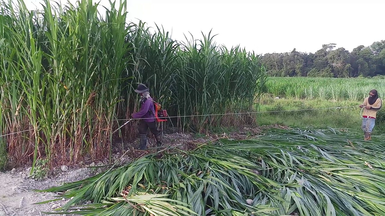 Innovative farming: BASIC TOOL : Harvesting napier grass