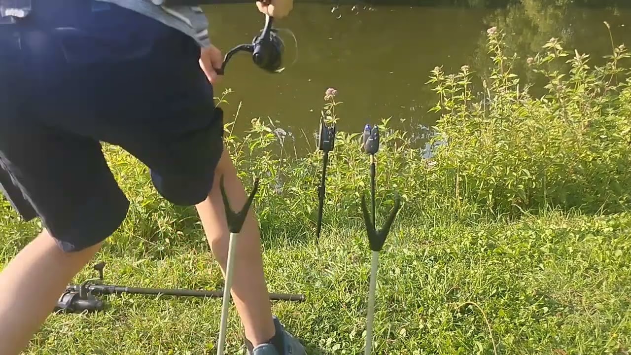 Karpfen livebiss