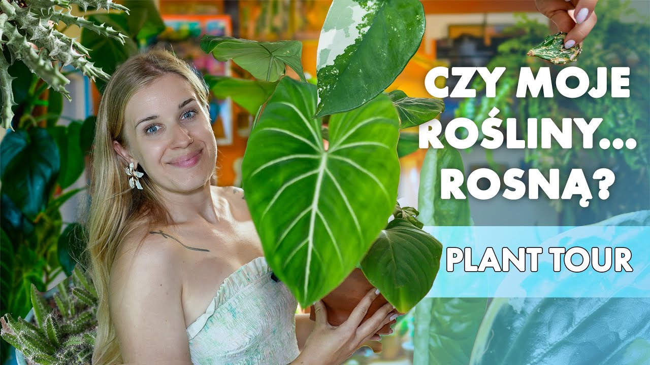Roślinne aktualizacje | plant tour | pokazuję rośliny na balkonie i w mieszkaniu