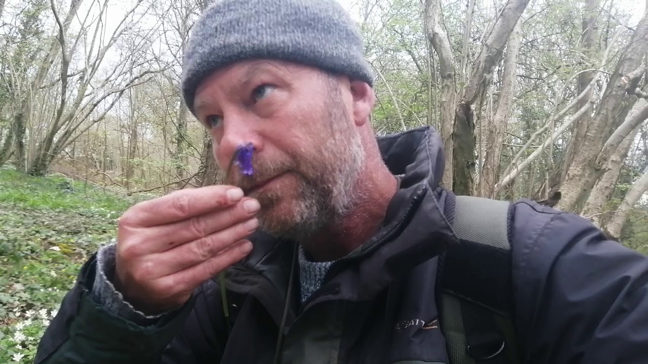 How to tell the difference between native UK bluebells and Spanish