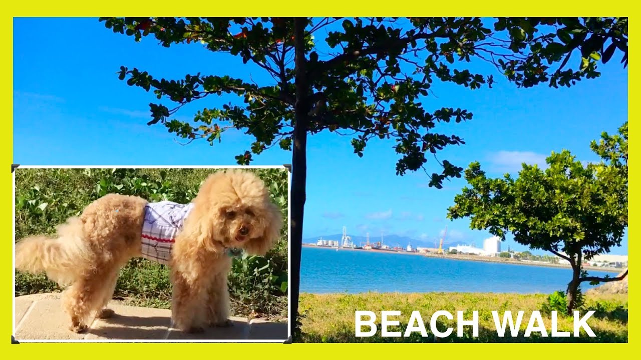 WALK THE BEACH SUMMER SUN SAND SURF  - DIY DogFood&Fun by CookingForDogs