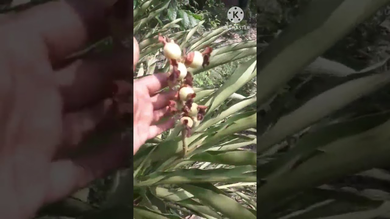 Cardamom trees  #shorts
