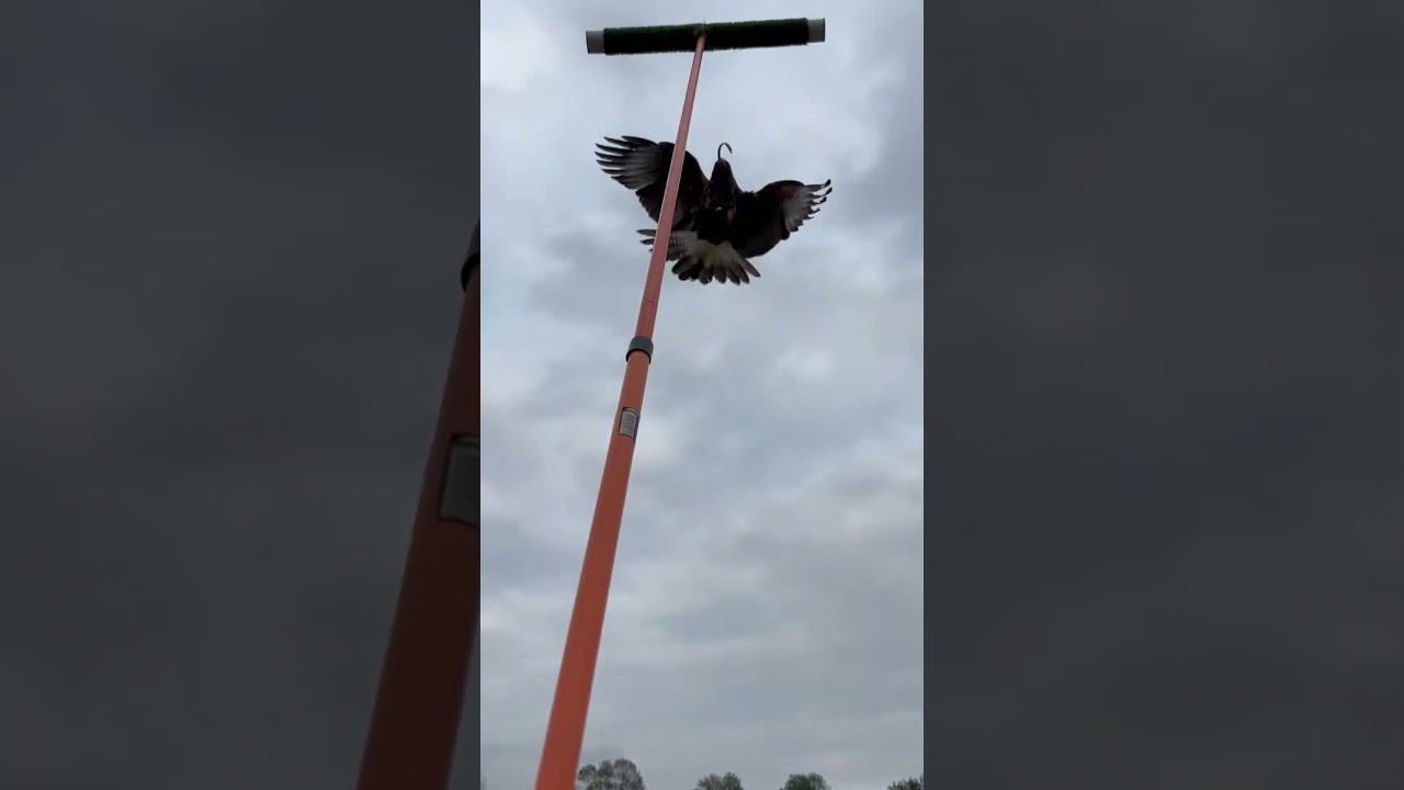 #cetreria #harrishawk