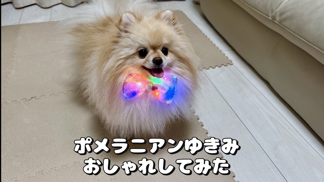 【おしゃれ犬】次回の外出のイメトレをするポメラニアンゆきみ
