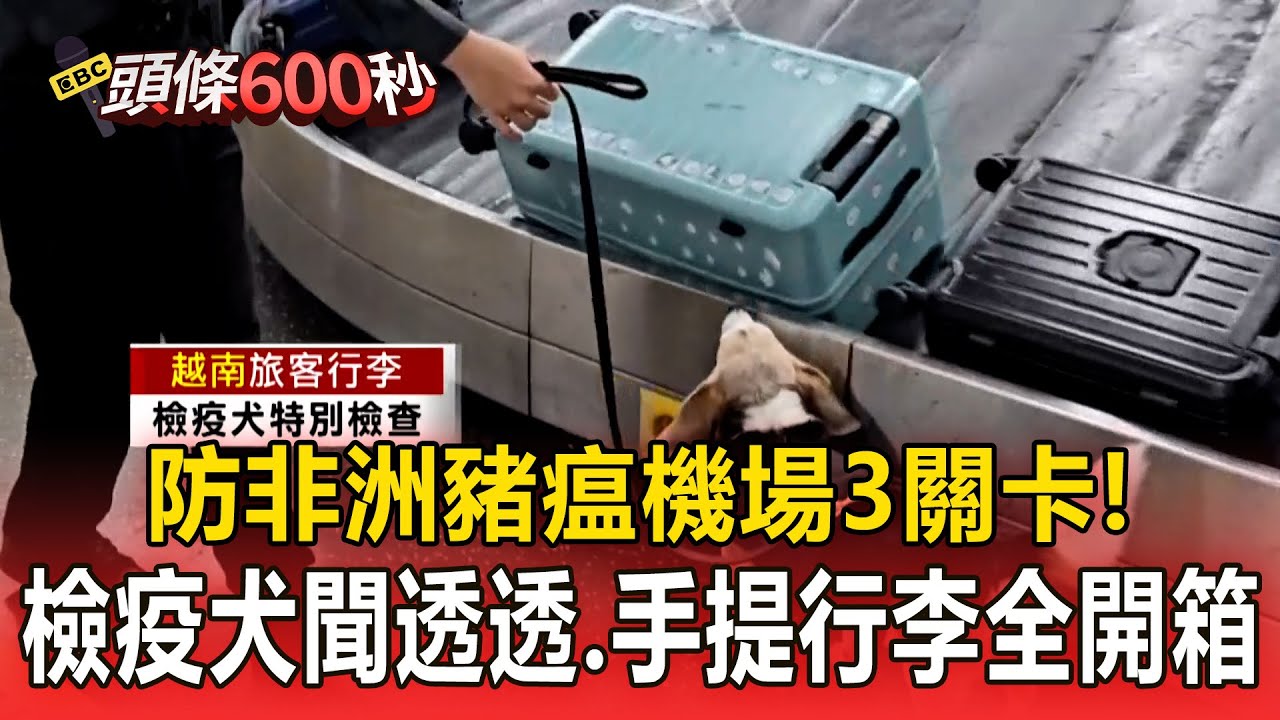 防非洲豬瘟機場3關卡！「越南」航班檢疫犬加強「聞透透」、手提行李全開箱【頭條600秒】