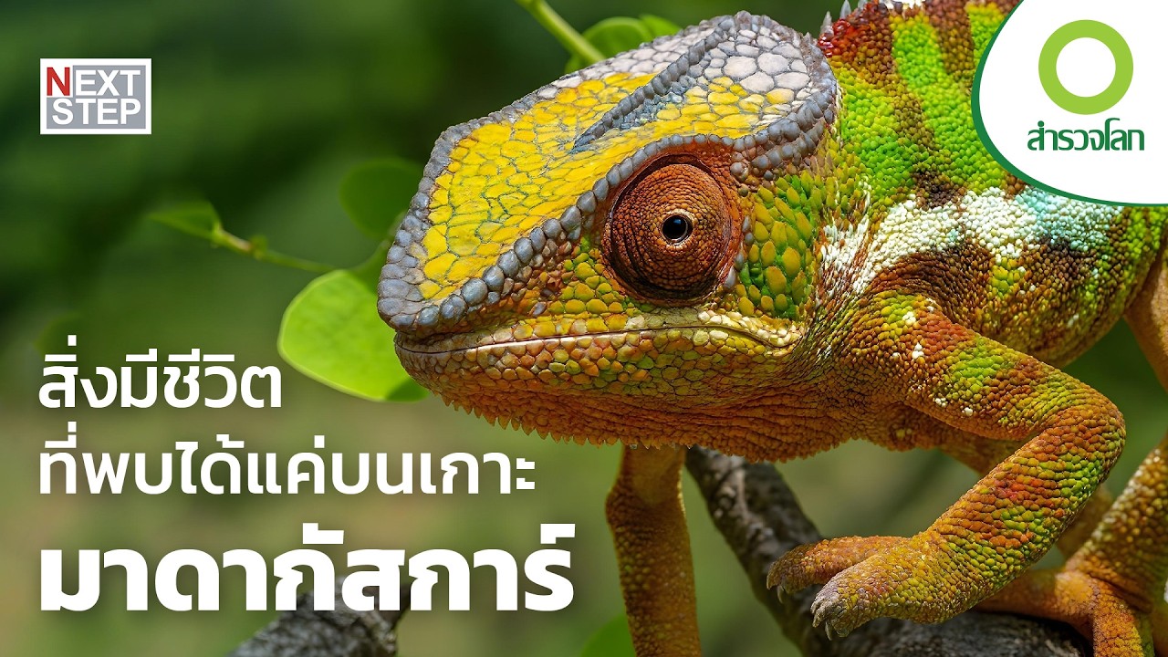 มาดากัสการ์ เกาะสวรรค์ของสิ่งมีชีวิตสุดพิลึก | สารคดี สำรวจโลก
