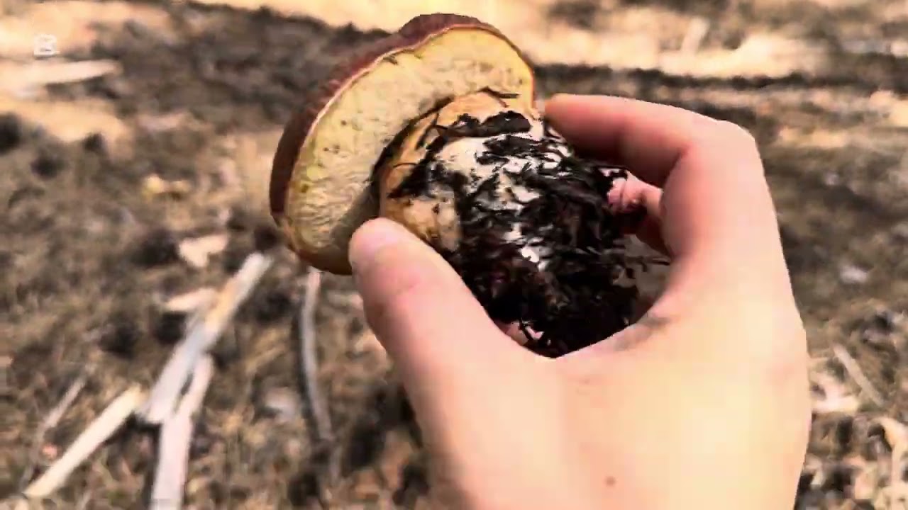 Boletus 2025 #boletus #mushroom #micelio #fungi #naturaleza #nature