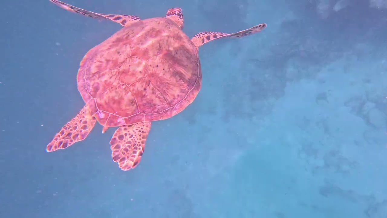Swimming with turtles - Cook Islands. Please sign petition in comments section below