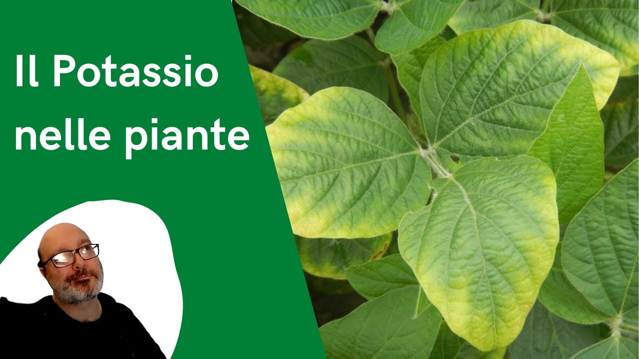 Il Potassio nelle piante: a cosa servono le concimazioni e come riconoscere le carenze