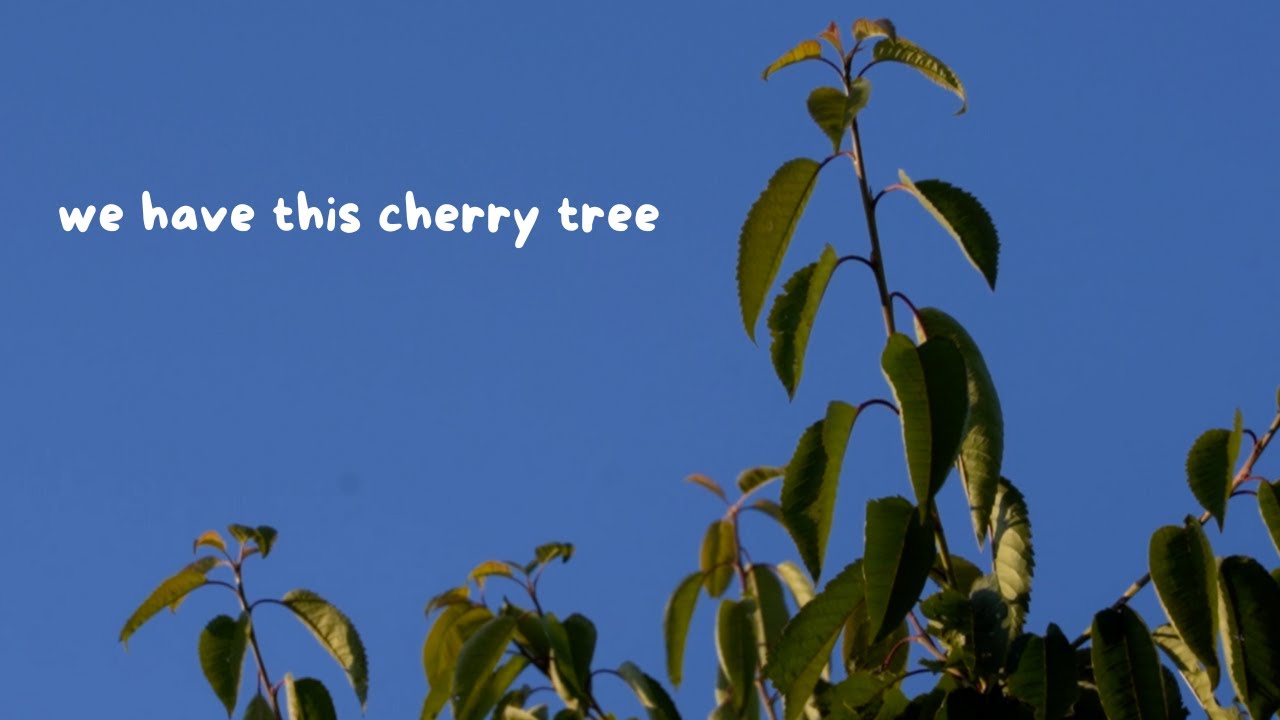 cherry tree